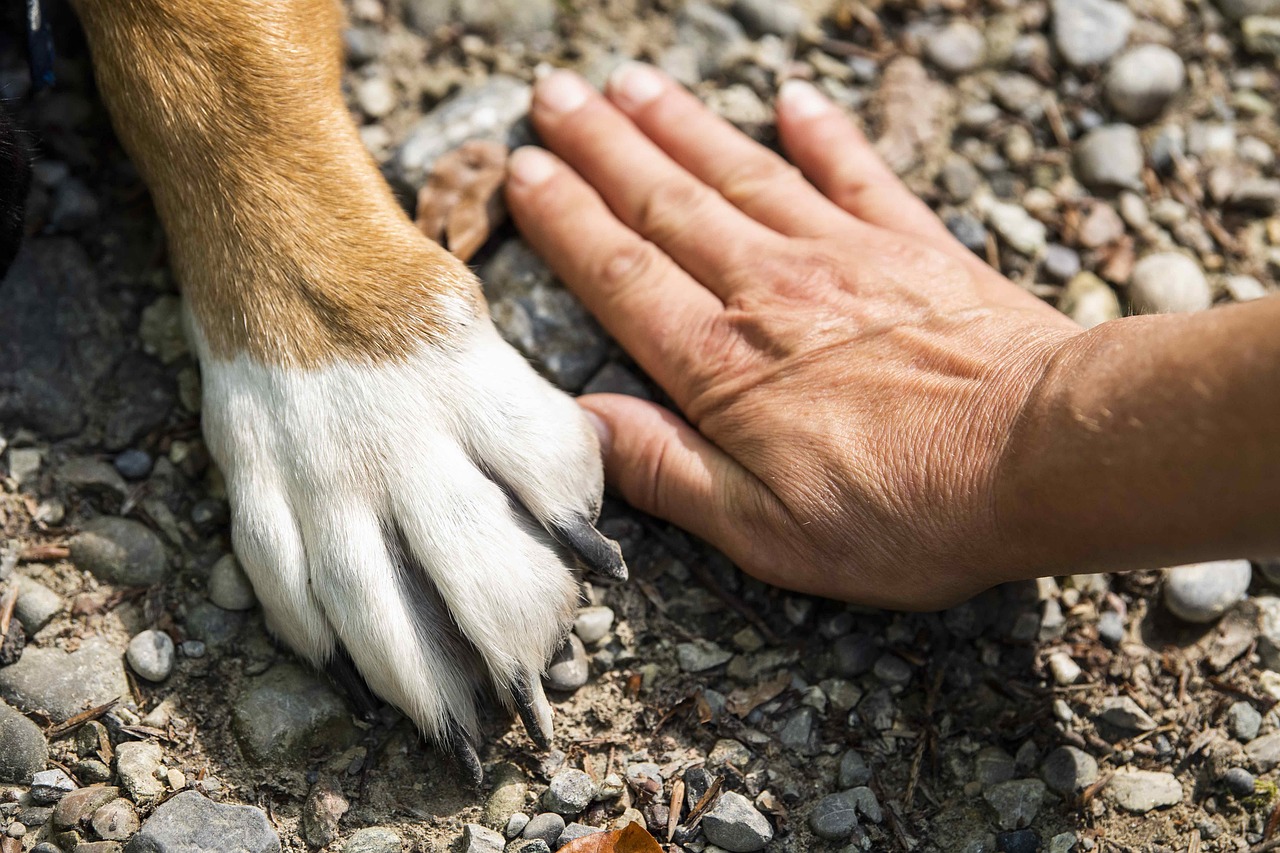 Hundepfote und Hand